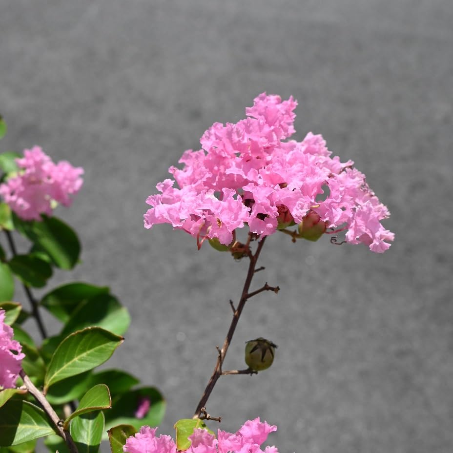 Amazon.co.jp: サルスベリ苗ピンク花 : DIY・工具・ガーデン